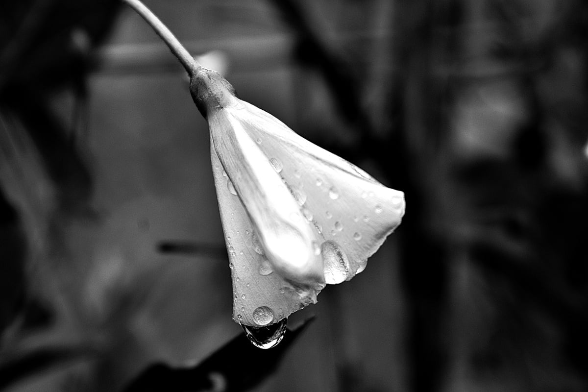 Greyscale Closeup Photo of Flower